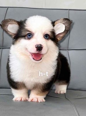 corgi màu đẹp