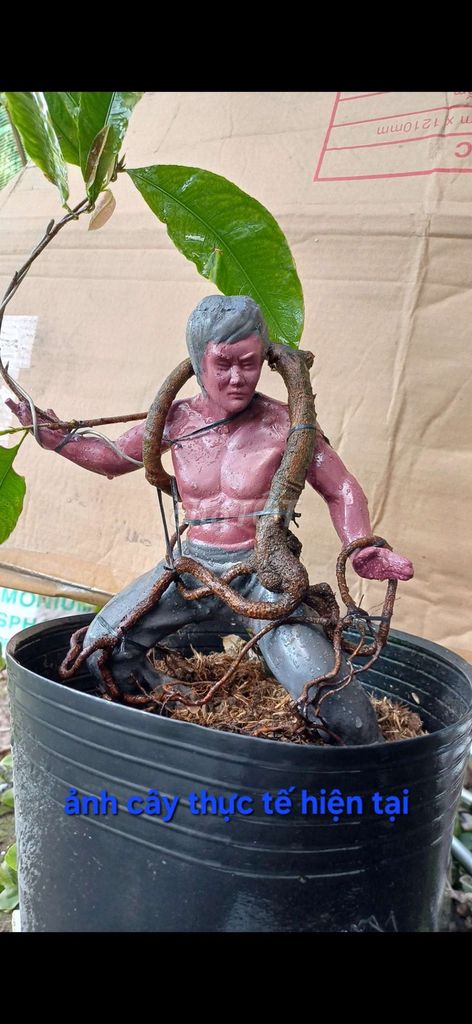 Mai vàng ghép tượng cao 27cm. Mua bán Cây cảnh, đồ trang trí tại Huyện Hòa Bình Bạc Liêu được đăng bởi Quoc Trung hình 1