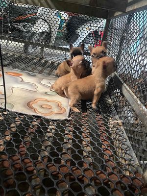 Gả Bầy Bull Pháp Màu Vàng, Giá Rẻ Chơi Tết