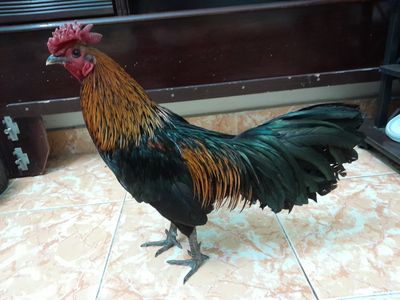 2kg1 trạng 2kg4 asil Mỹ tơ rin mẻ vip. Mua bán Gà tại Quận Phú Nhuận Tp Hồ Chí Minh được đăng bởi An 