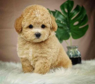 Chó Poodle Vàng kem thuần chủng