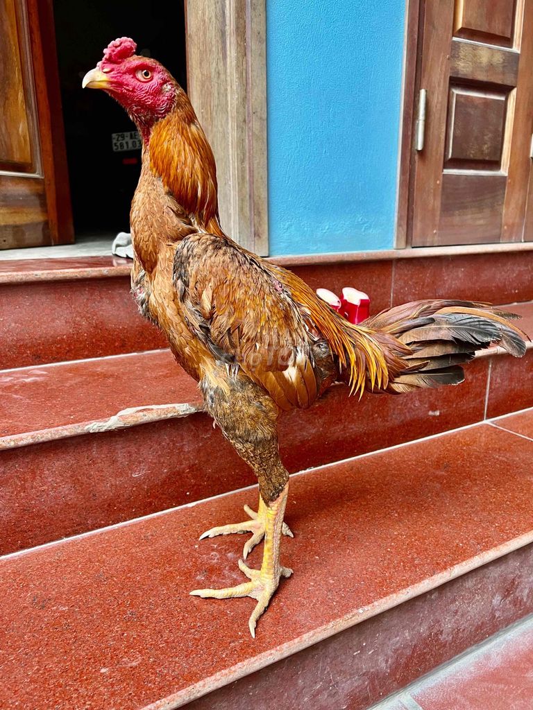 GÀ CHỌI KHÉT DÒNG GÀ HAY Ạ. Mua bán Gà tại Quận Hà Đông Hà Nội được đăng bởi Trại cá koi F1 hà nội hình 1