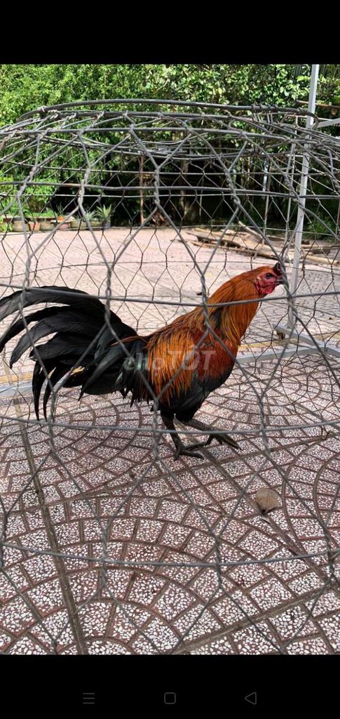 que 2,7kg . Mua bán Gà tại Huyện Vũng Liêm Vĩnh Long được đăng bởi Thanh L hình 1