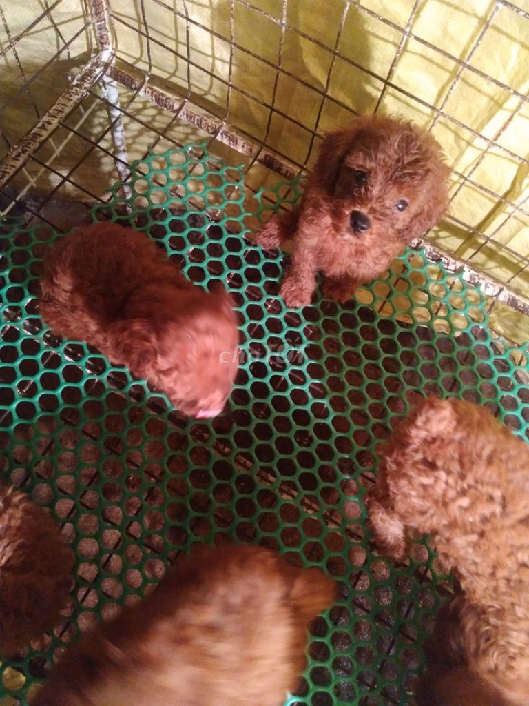 Chó Poodle, Lạp 2 tháng tuổi . ĐL. Mua bán Chó tại Thành phố Đà Lạt Lâm Đồng được đăng bởi Kim Sơn Thạch hình 1