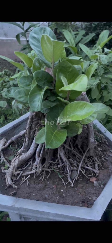 Đa lông Vành hơn 1m Cao 40cm Đã cắt định hình. Mua bán Cây cảnh, đồ trang trí tại Huyện Vũ Thư Thái Bình được đăng bởi Hà Văn Ánh hình 1