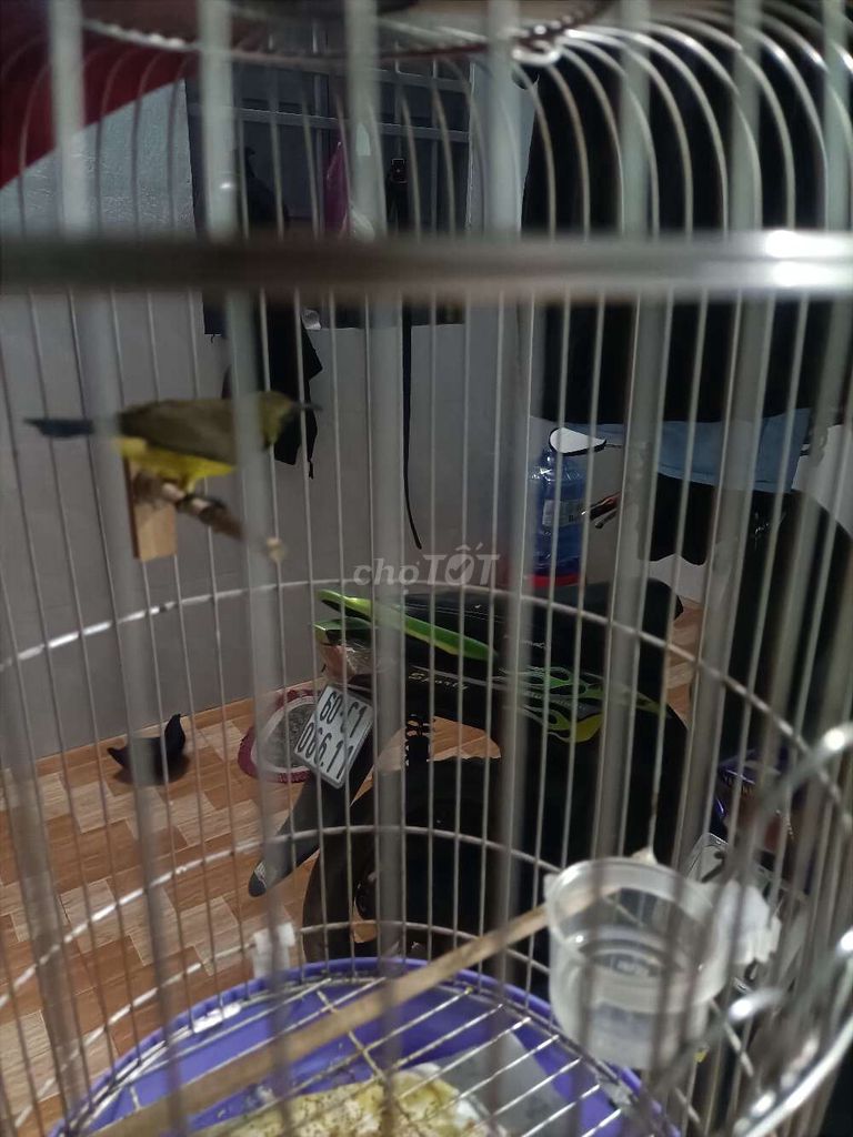 Chim Hút mật Vàng đen. Mua bán Chim tại Thành phố Đồng Xoài Bình Phước được đăng bởi Trường Ân hình 1