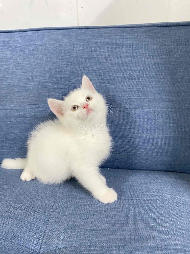 Mèo đực màu trắng. Mua bán Mèo tại Huyện Củ Chi Tp Hồ Chí Minh được đăng bởi Minh Quân  hình 1