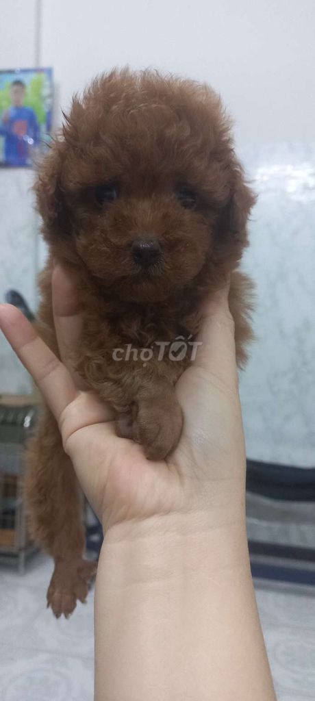 Chó Poodle đực Nâu đỏ đã tiêm. Mua bán Chó tại Quận 1 Tp Hồ Chí Minh được đăng bởi Lethimyan hình 2