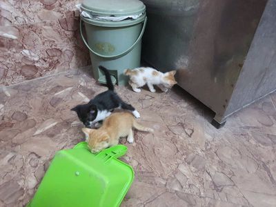 Mèo ta 3 tháng tuổi