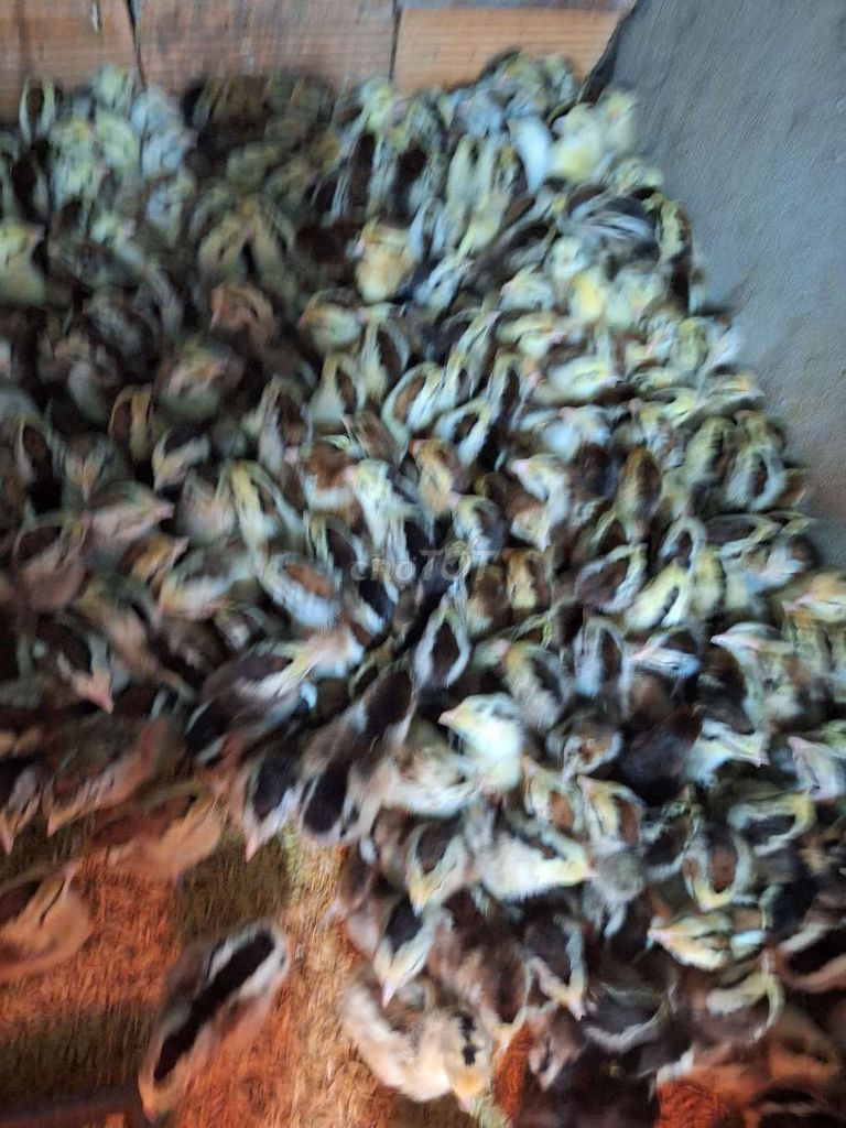 Trại chuyên cung cấp các loại gàcon giống gia cầm. Mua bán Gà tại Quận 12 Tp Hồ Chí Minh được đăng bởi Lê Thị Hảo hình 1