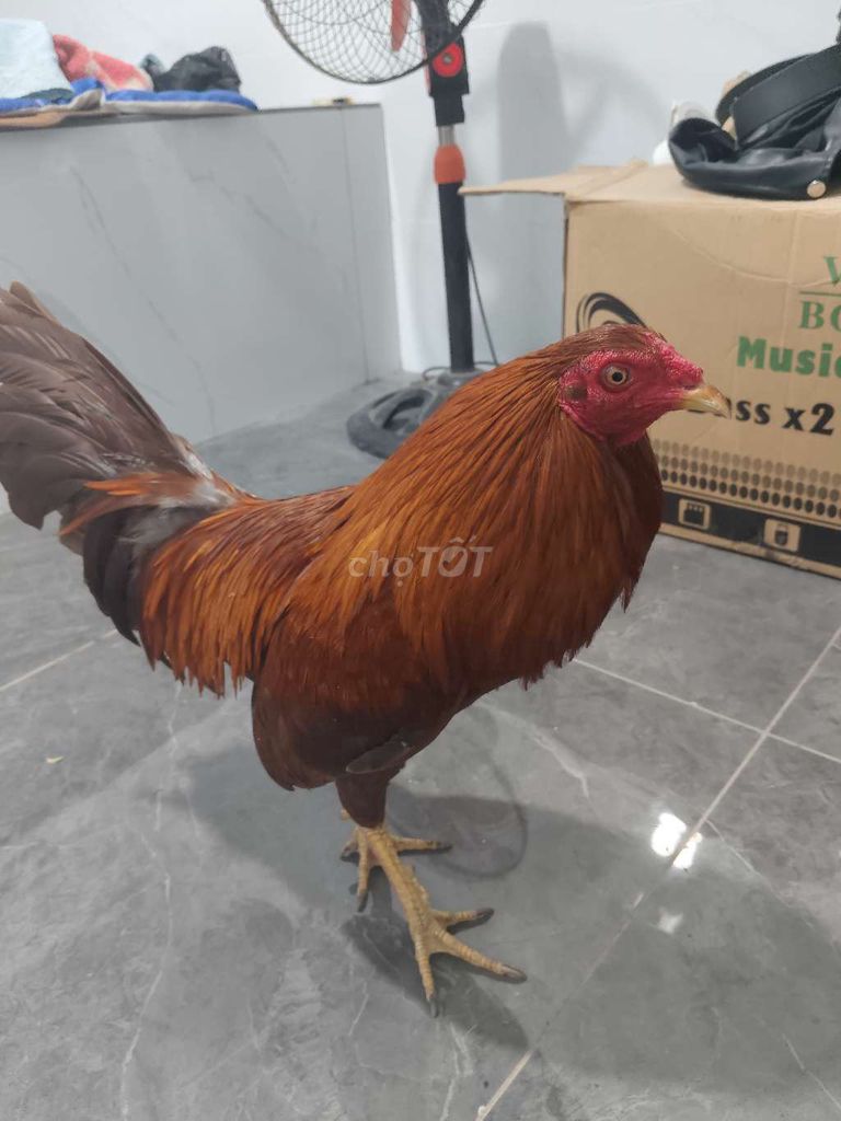 Gà tre Lai Mỹ 1.9kg. Mua bán Gà tại Quận Cái Răng Cần Thơ được đăng bởi May May Yeu hình 1