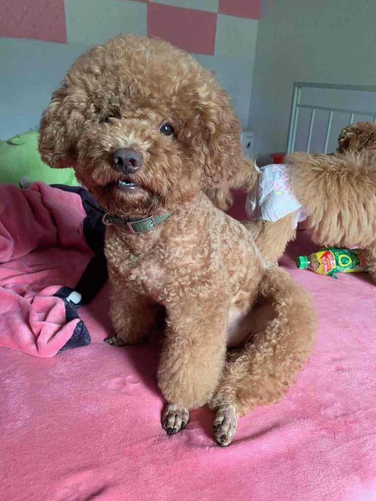 nhận phối poodle