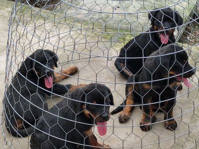 ST,Rottweiler. Mua bán Chó tại Thành phố Sóc Trăng Sóc Trăng được đăng bởi Nhân Rottweiler 
