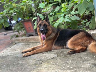 Chó Becgie cái 5 tuổi