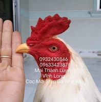 Cửa hàng Luyến Gà Nòi