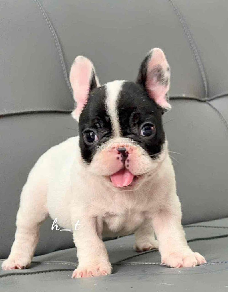 bull vip shortbody🥰🥰. Mua bán Chó tại Quận Bình Tân Tp Hồ Chí Minh được đăng bởi huỳnh thật  hình 5