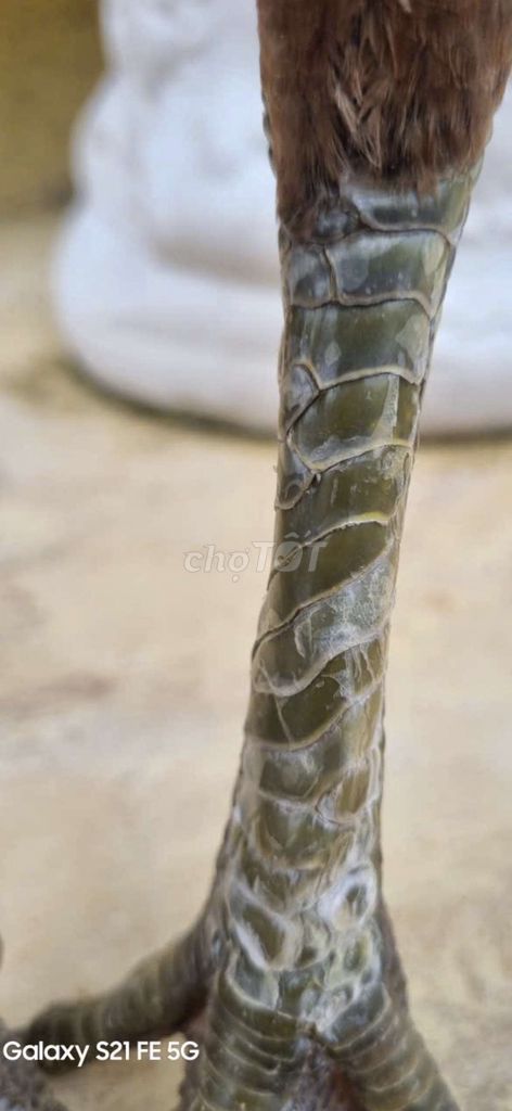 Gà Mái Thái Mỹ 2.7kg. Mua bán Gà tại Thành phố Tân An Long An được đăng bởi Nguyễn Khánh  hình 1