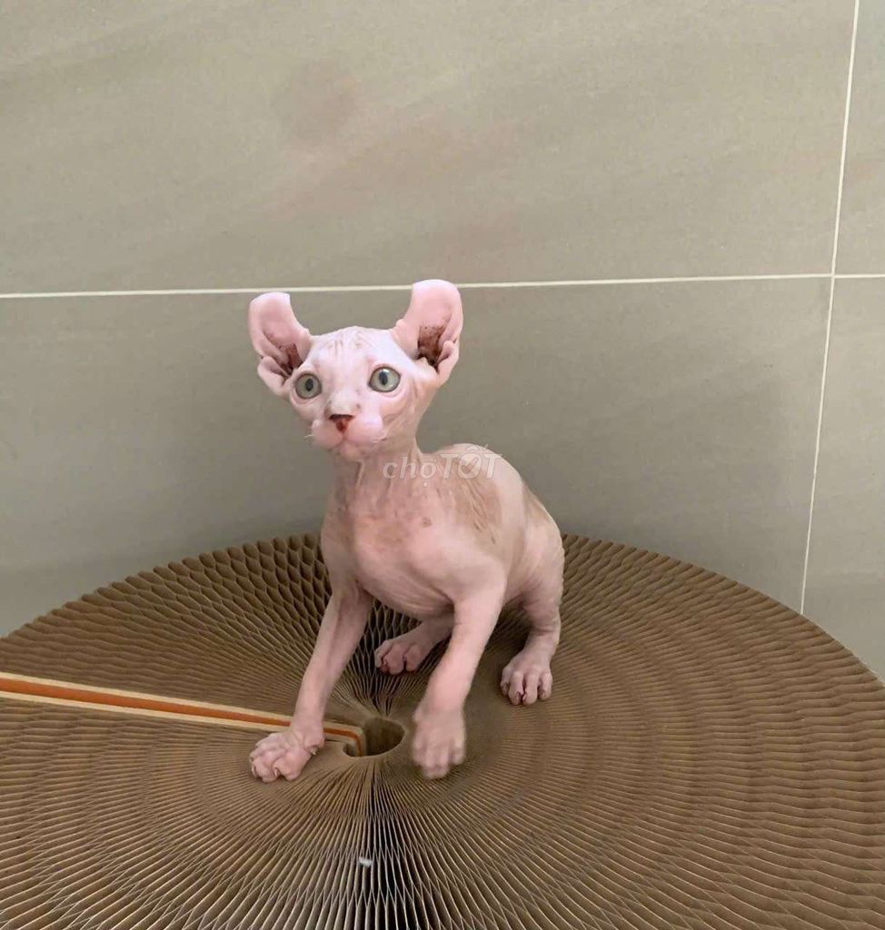 Mèo AI Cập không lông sphynx đực cái. Mua bán Mèo tại Thành phố Thủ Đức Tp Hồ Chí Minh được đăng bởi QUYNH THI TITI hình 1