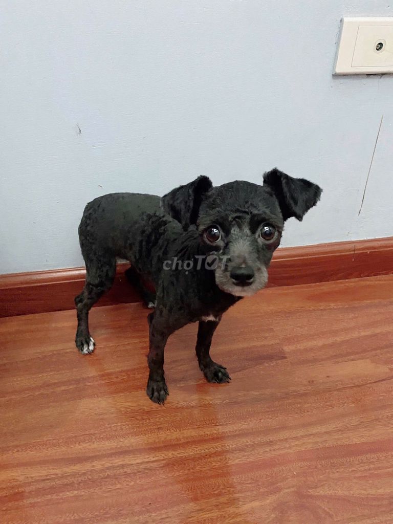 Ai yêu e Poodle đực tini ko ạ !. Mua bán Chó tại Quận Bắc Từ Liêm Hà Nội được đăng bởi Dung hình 1