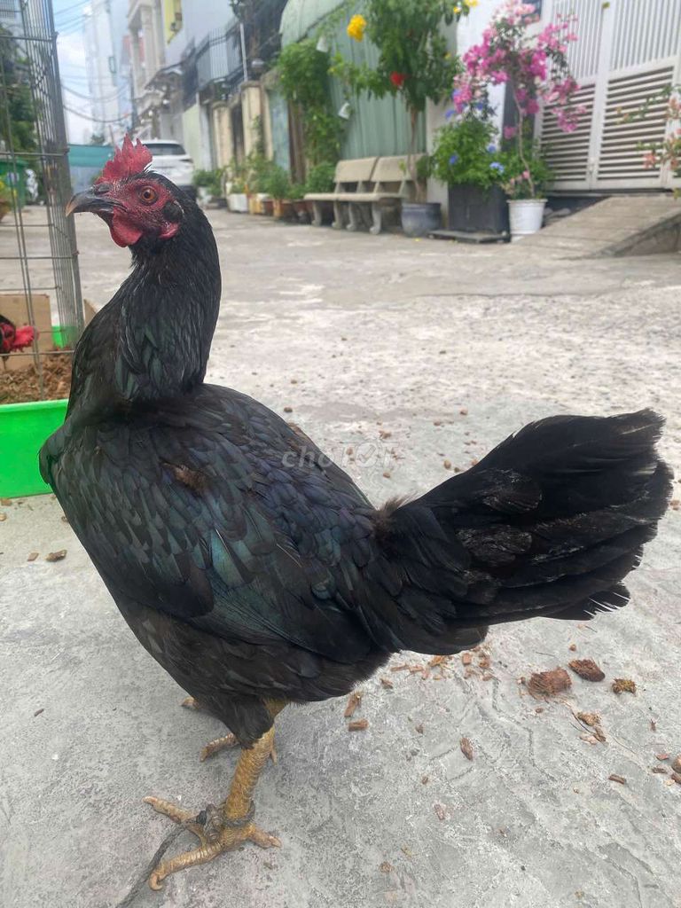 Gà Peru Mỹ Tơ . Mua bán Gà tại Quận 7 Tp Hồ Chí Minh được đăng bởi Đạt gà Việt  hình 1