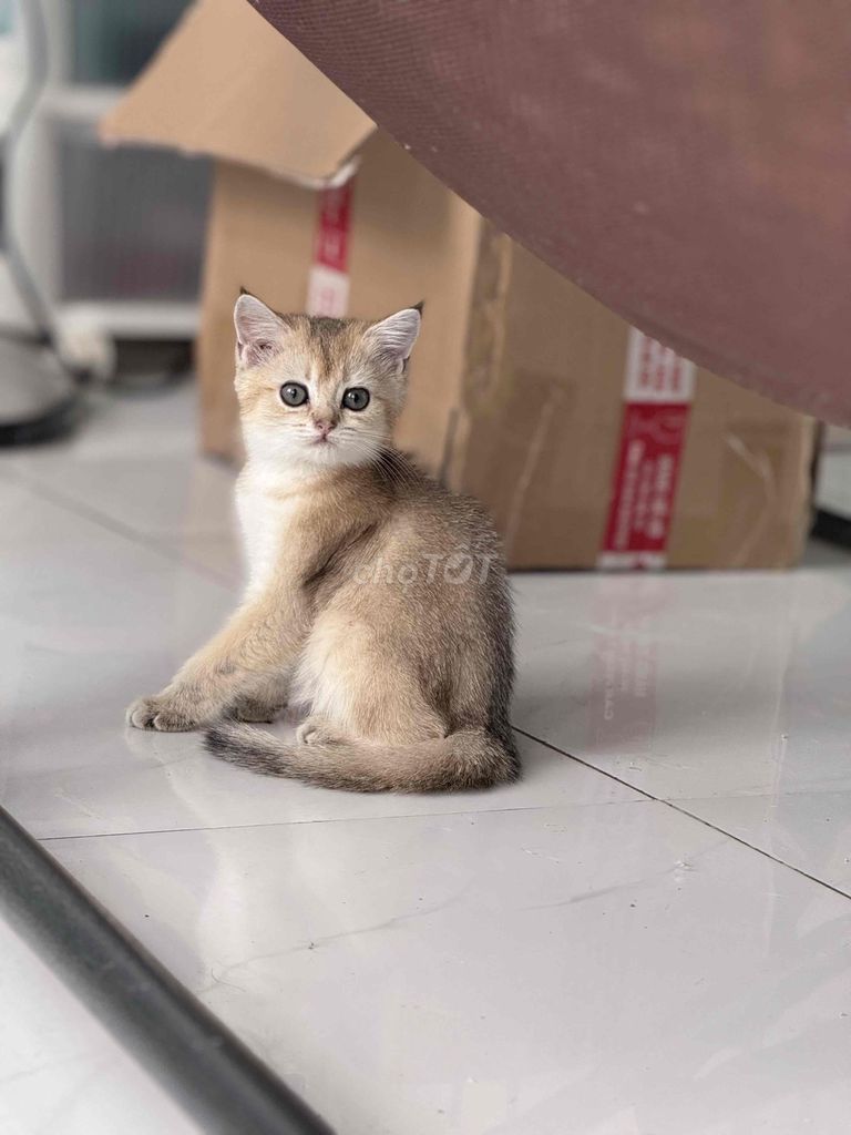 Bé gái Golden thuần chủng 3 tháng. Mua bán Mèo tại Thành phố Thủ Đức Tp Hồ Chí Minh được đăng bởi Trà My hình 1