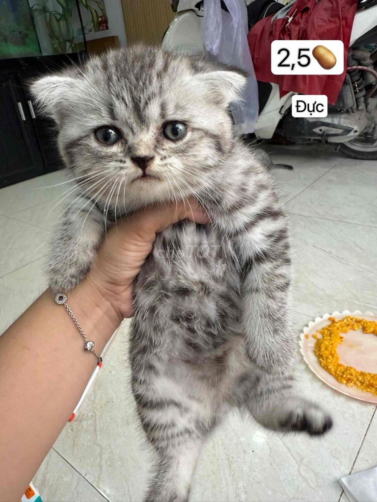 Mèo anh lông ngắn golden, silver
