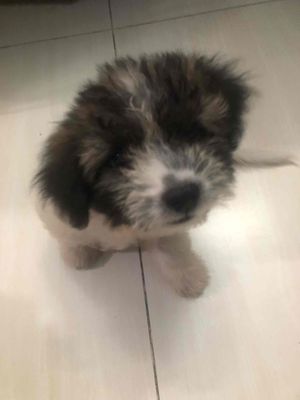 chó con. Mua bán Chó tại Quận Bình Thạnh Tp Hồ Chí Minh được đăng bởi Khoa