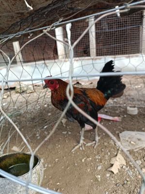 Gà tre giáp hách cuban 6th hiện 1k360. Mua bán Gà tại Thành phố Dĩ An Bình Dương được đăng bởi gà tre mỹ xanh hách Bình Dương 