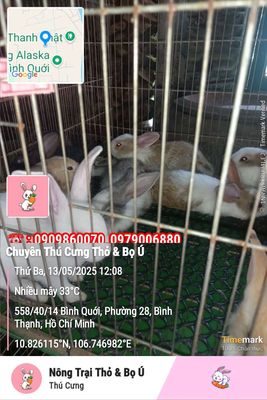Thỏ Con Tìm Chủ. Mua bán Thú cưng khác tại Quận Bình Thạnh Tp Hồ Chí Minh được đăng bởi Thỏ Con