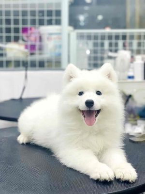 SAMOYED THUẦN CHỦNG. Mua bán Chó tại Thành phố Thủ Đức Tp Hồ Chí Minh được đăng bởi Trần Tú Như