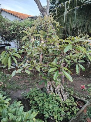 Lộc vừng lá nhỏ. Mua bán Cây cảnh, đồ trang trí tại Thành phố Bến Tre Bến Tre được đăng bởi Gà  bướm