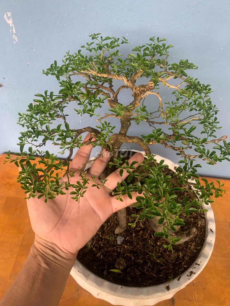 Bonsai Kim quýt mini gốc to đẹp