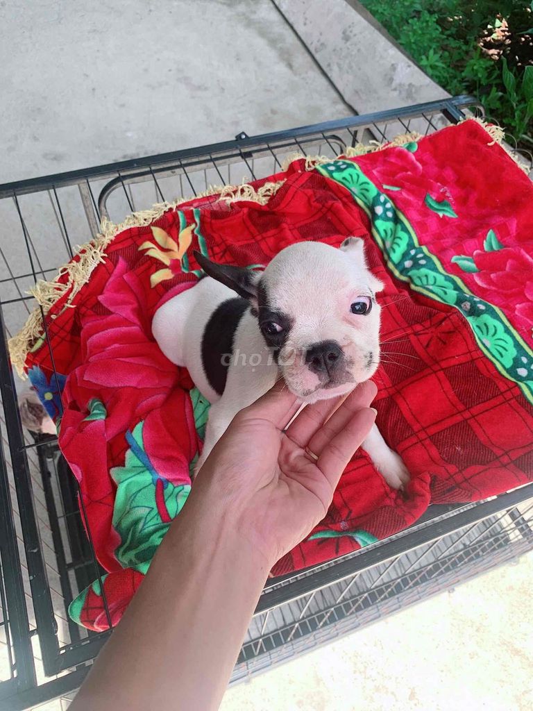 Chó Bull Pháp Cái Trắng đen Đã tiêm 1 mũi. Mua bán Chó tại Quận Hải Châu Đà Nẵng được đăng bởi Lê hình 1