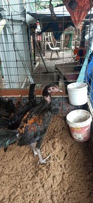Bán gà bakitan gà con lửa 3 con 600. Mua bán Gà tại Thành phố Thủ Đức Tp Hồ Chí Minh được đăng bởi hoang long  quận 2