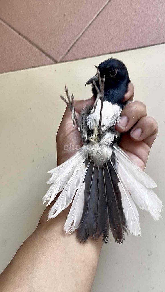 choè than trống rẻ. Mua bán Chim tại Quận Tân Bình Tp Hồ Chí Minh được đăng bởi meomeo hình 1