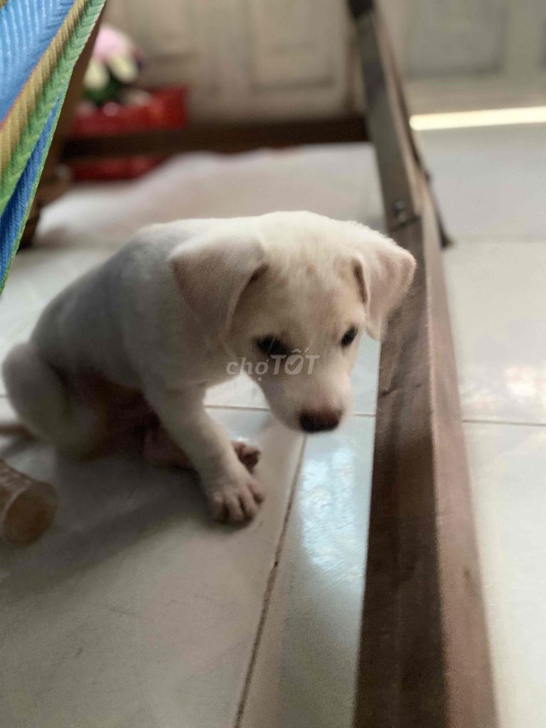chó Labrador,màu trắng bông vàng , 3 tháng tuổi. Mua bán Chó tại Thị xã Bến Cát Bình Dương được đăng bởi Kiều vy Nguyễn hình 3