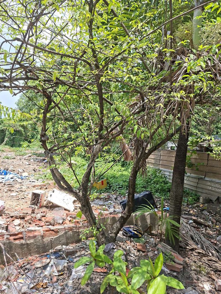 mai chiếu thũy. Mua bán Cây cảnh, đồ trang trí tại Thành phố Thủ Đức Tp Hồ Chí Minh được đăng bởi Trung hình 1