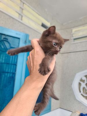Mèo aln,màu nâu. Mua bán Mèo tại Thành phố Vũng Tàu Bà Rịa - Vũng Tàu được đăng bởi Nguyễn Lộc
