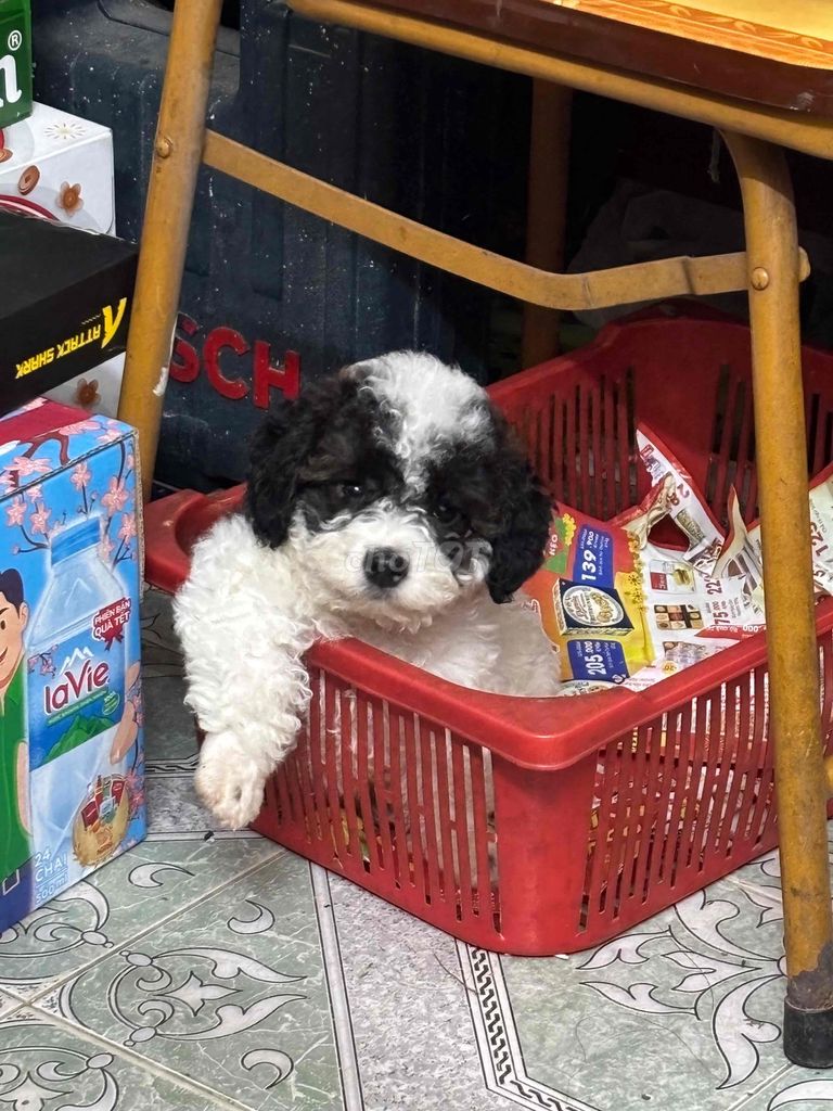 Chó Poodle cái 4 tháng đã tiêm. Mua bán Chó tại Quận Đống Đa Hà Nội được đăng bởi Sukem hình 1