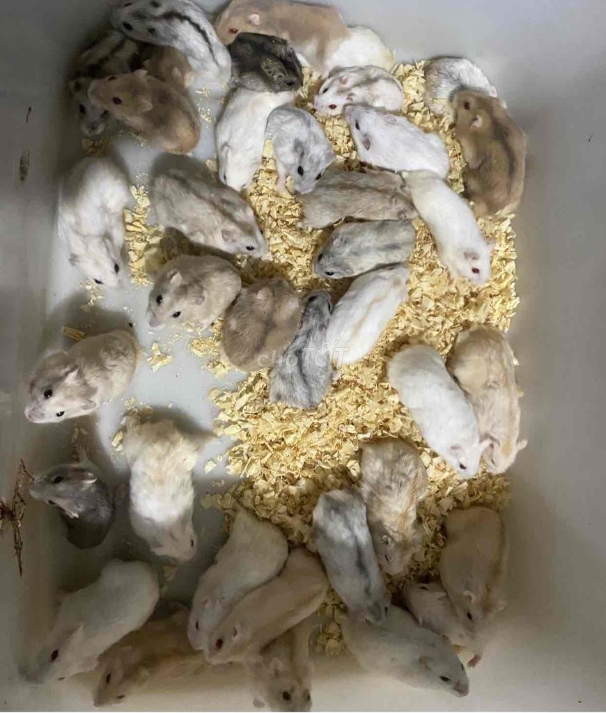 hamster cảnh to béo. Mua bán Thú cưng khác tại Quận Bắc Từ Liêm Hà Nội được đăng bởi Trại Hamster miền bắc hình 1