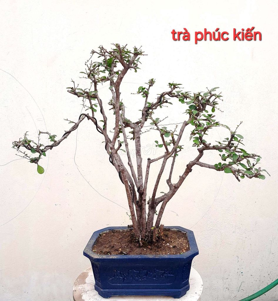 Bonsai chỉ từ 250k-500k