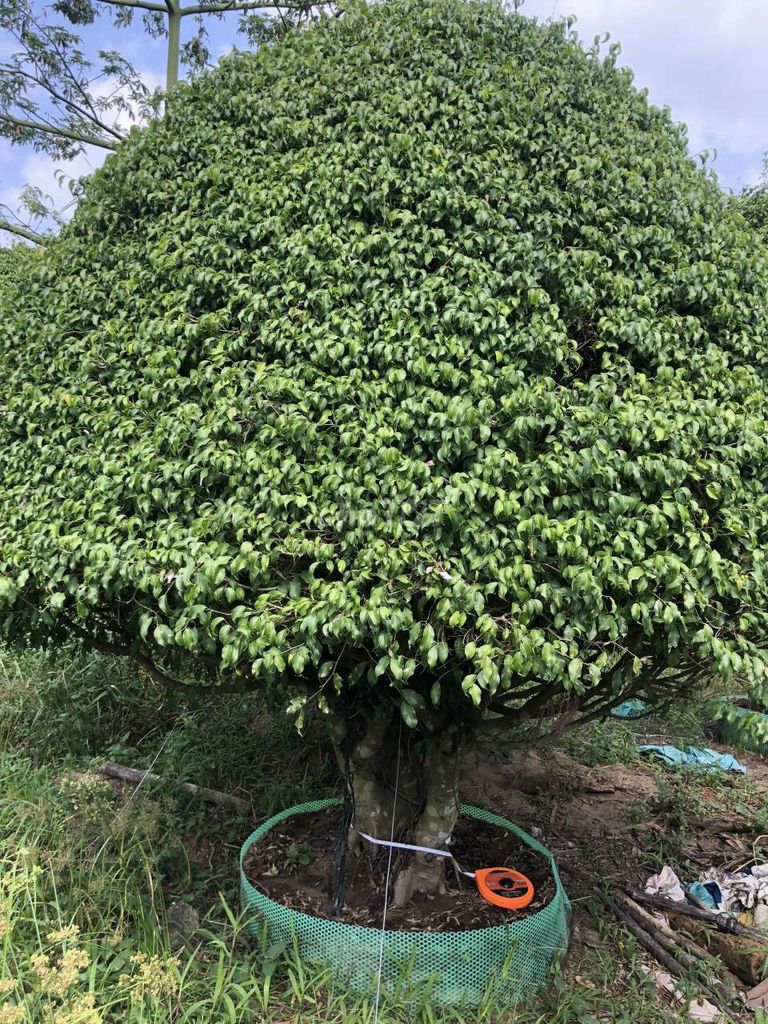 Bán cây Sanh tại Tây Đô- Cái Răng-gần BX Hồng Loan