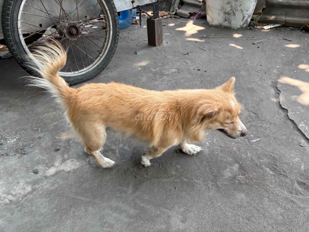 Chó Vàng Đen. Mua bán Chó tại Quận Tân Phú Tp Hồ Chí Minh được đăng bởi anh bảo hình 1