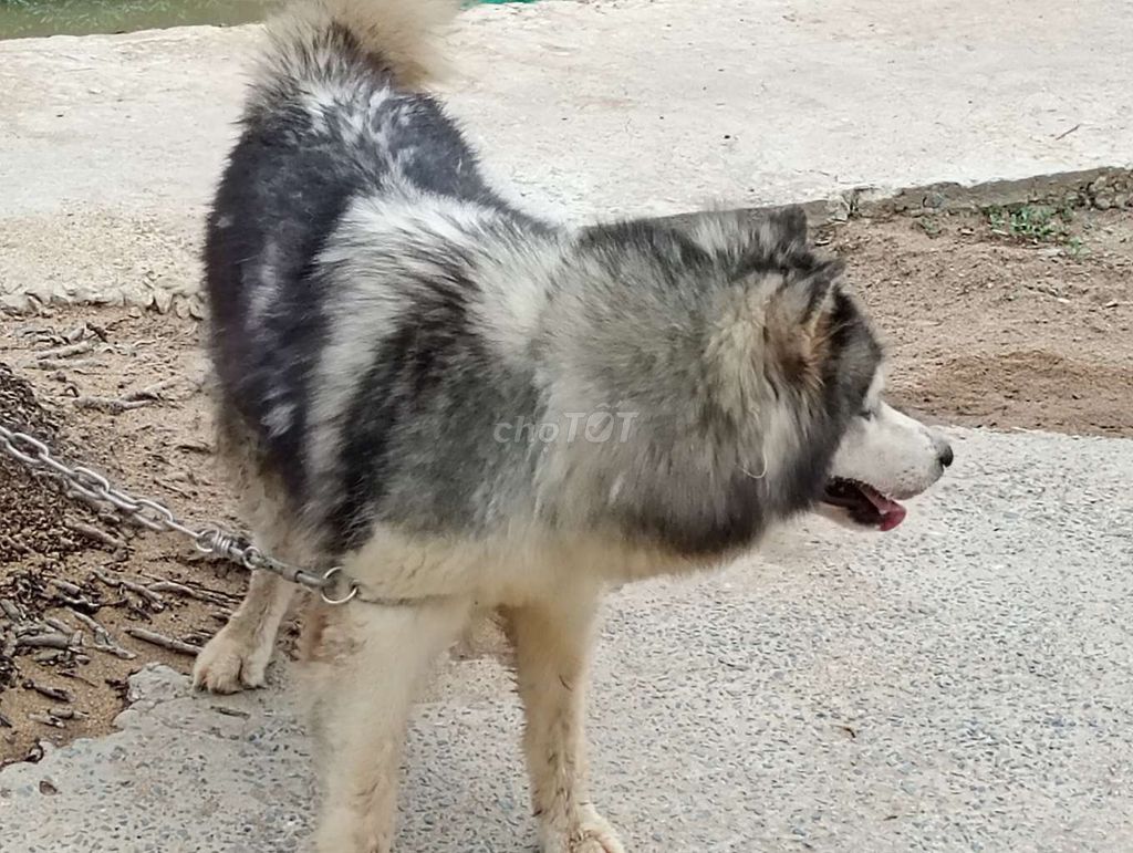 Chó Alaska Cái Đen trắng Trưởng thành. Mua bán Chó tại Thành phố Tân An Long An được đăng bởi Nhân Rottweiler  hình 1