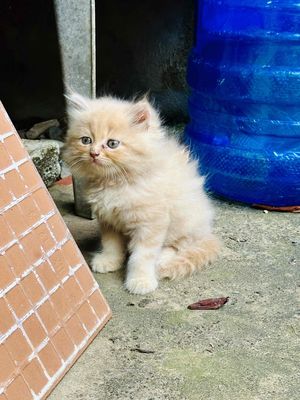 mèo anh long dài thuần chuẩn. Mua bán Mèo tại Huyện Bến Cầu Tây Ninh được đăng bởi Nga Le