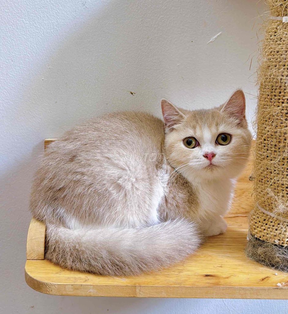 Mèo Anh lông ngắn - cái - đang gào. Mua bán Mèo tại Thành phố Thủ Đức Tp Hồ Chí Minh được đăng bởi My Nguyễn hình 1