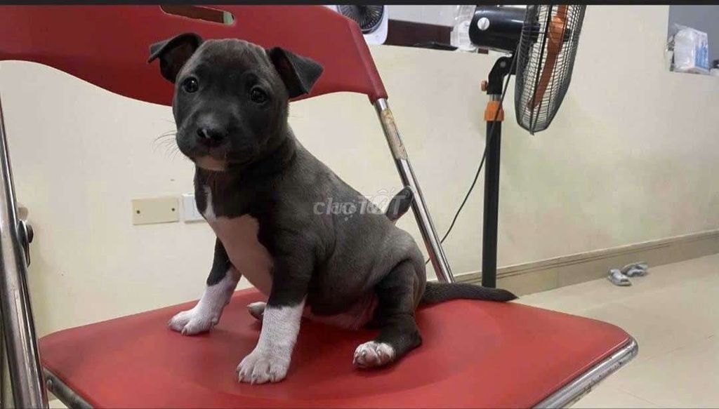 Cần bán chó con lai mini bull terrier