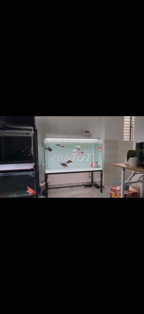 Bể cá cảnh Kính 1m2x50x60. Mua bán Phụ kiện, Thức ăn, Dịch vụ tại Quận Cẩm Lệ Đà Nẵng được đăng bởi Nguyễn Trang hình 1