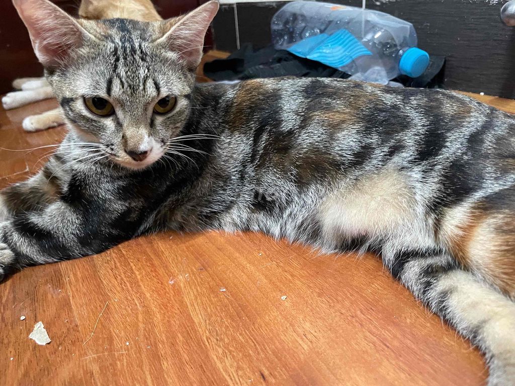 Mèo con cái khỏe mạnh. Mua bán Mèo tại Quận 3 Tp Hồ Chí Minh được đăng bởi Bùi Bảo hình 1