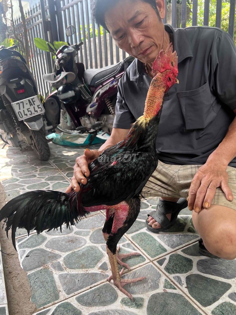 Gà chọi 3.2kg Đực. Mua bán Gà tại Huyện Tuy Phước Bình Định được đăng bởi Cuong hình 1